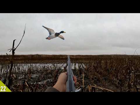 Hunting MALLARDS in FLOODED CORN! | Solo Duck Hunt (Catch, Clean, and Cook)