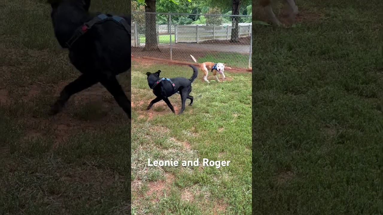 Roger, a Adoptable Mixed Breed in Greenville, SC video 3/3