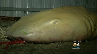 Nurse Sharks Dumped Outside Overtown Complex
