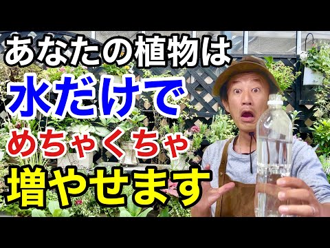 水中のフクシアから挿し木を取る方法は？ 5 つの簡単なステップ + サポートビデオ  庭園