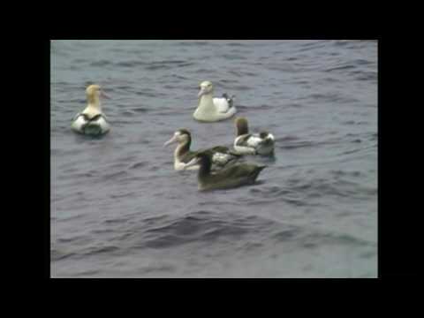 ディオメデア・エクスランス