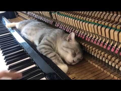 Merry go round of life   Howl's moving catsle OST for Meow