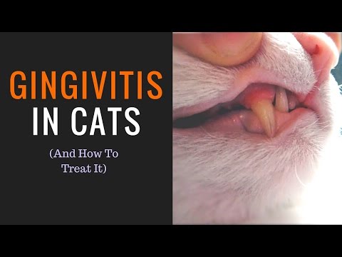 [GINGIVITIS IN CATS] & How to treat it