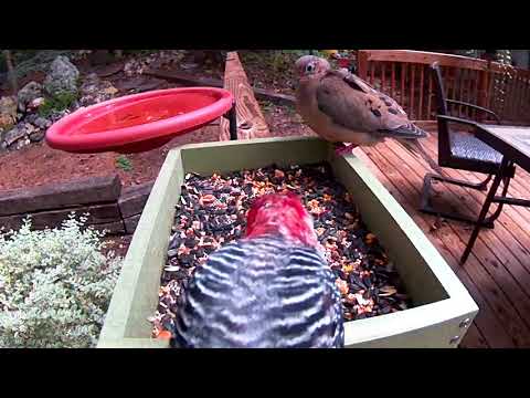 Red-bellied Woodpecker Bullies Dove