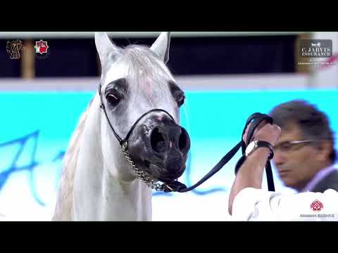 N 242 D MASHJI   Al Shiraa International Arabian Horse Show 2023   Stallions 4+ Years Old Class 6B
