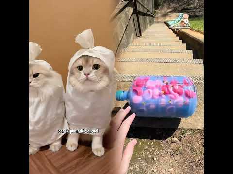 🙀：diculik aliencing woi #kucinglucu #kucinglucubandung #kucing #cat