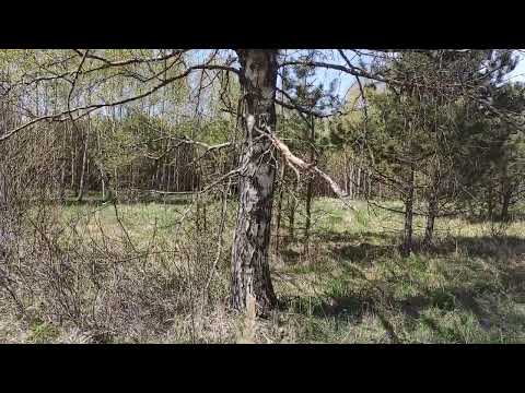 Пчеловодство.Роеловство