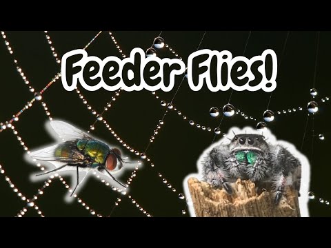 Jumping Spider Live Food | Feeder Flies & Their Preparation | Spooderpods