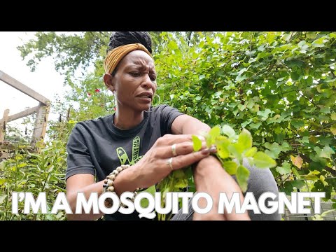 Lemon Balm vs. Mosquitos | Garden Chores + Mini Garden Tour | (Just Let Them Grow or Pull Them)
