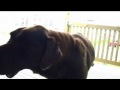 Dinosaur Jr. - We're Not Alone [Unofficial Video]