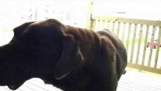 Dinosaur Jr. - We&#39;re Not Alone [Unofficial Video]