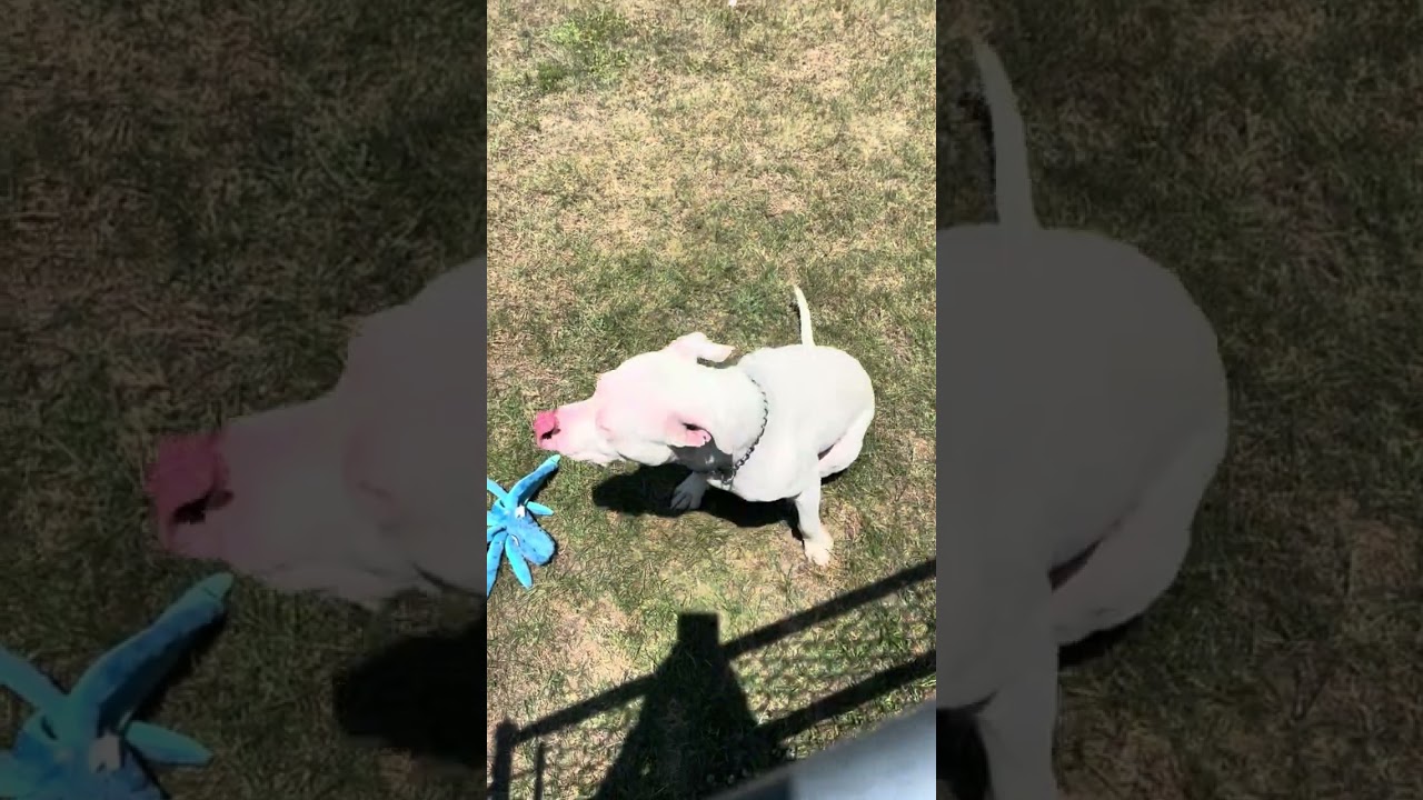 Bull, a Adoptable Pit Bull Terrier in Rocky Mount, NC video 3/3