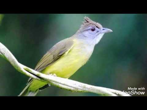 Bulbul bres (Alophoixus bres) — spev a hlas v prírode