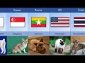 Cat Breeds From Different Countries