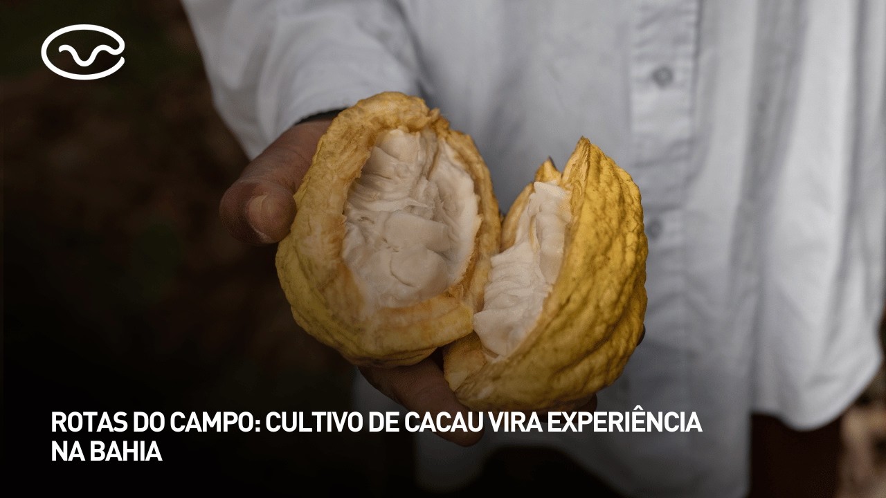 "Rotas do Campo": cultivo de cacau vira experiência na Bahia