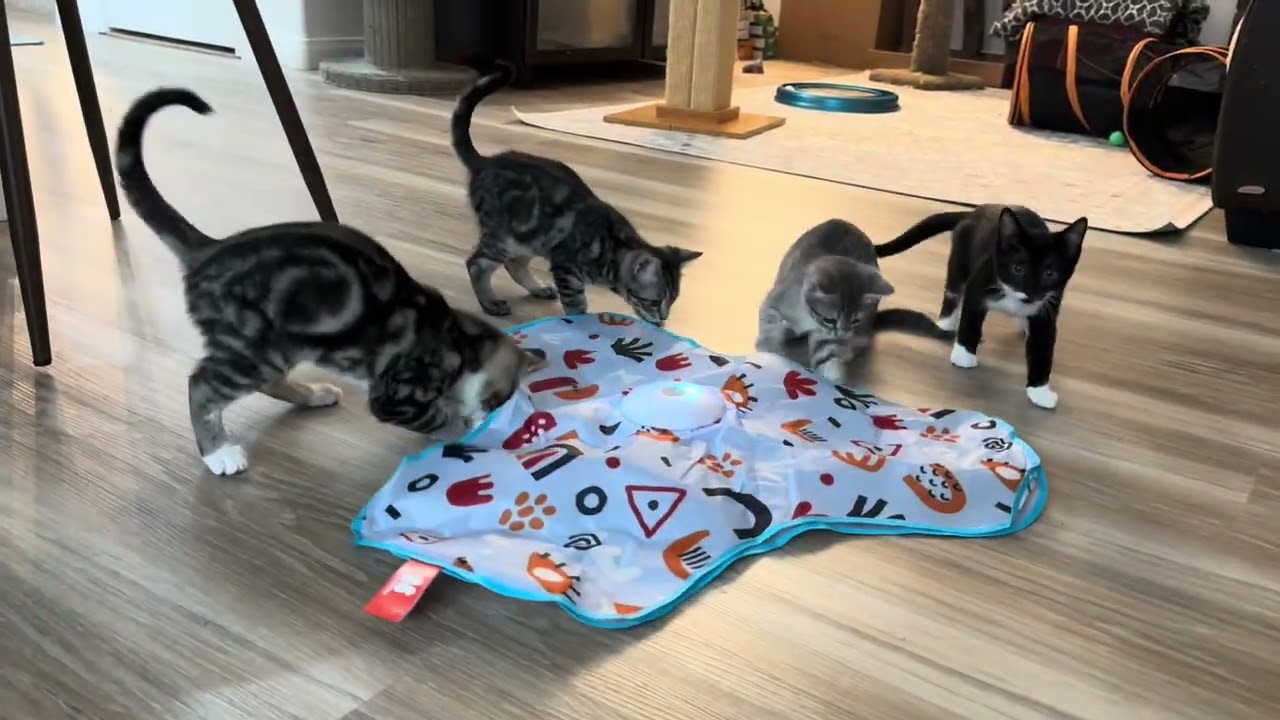 Enlarge Bucatini (lap kitten), a Adoptable Domestic Short Hair in Oceanside, CA video 5/6