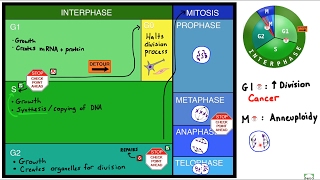 The Cell Cycle: Interphase, Mitosis and Division Checkpoints!
