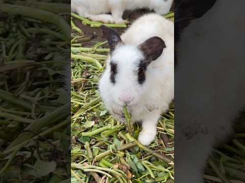 Rabbit so cute #videoshort #rabbit #pleasesubscribe #animals #shorts #beats