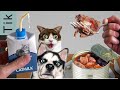 DOG FOOD TASTE TEST