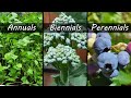 Annuals vs Biennials vs Perennials - Garden Quickie Episode 103
