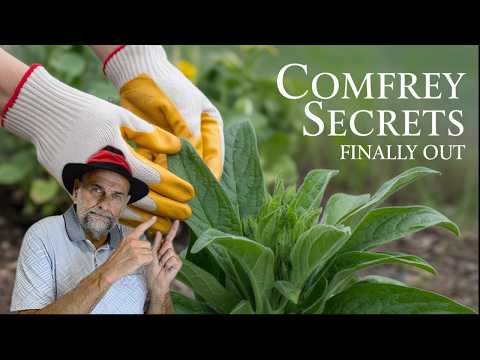 Comfrey Secrets Every Gardener Should Know!