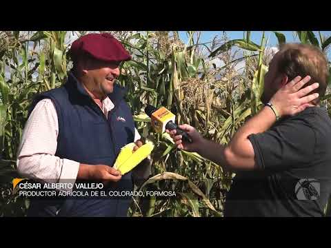 César Alberto Vallejo, productor agrícola de El Colorado, Formosa (Parte 2)