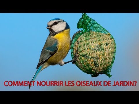 comment trouver le nom d'un oiseau