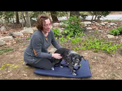 Massage for constipation- dogs and cats
