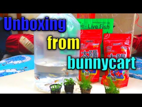 download lagu mp3 mp4 Bunny Cart, download lagu Bunny Cart gratis, unduh video klip Bunny Cart
