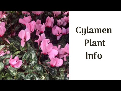 download lagu mp3 mp4 Purple Cyclamen Plant, download lagu Purple Cyclamen Plant gratis, unduh video klip Purple Cyclamen Plant