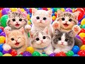 ANAK KUCING MEONG MEONG Lagu Anak Anak Lagu Anak Indonesia Populer Si Meong Kucing Lucu
