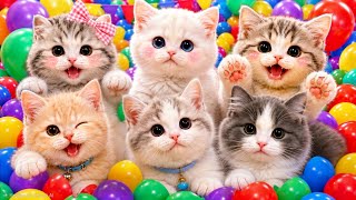 Download lagu ANAK KUCING MEONG MEONG | Lagu Anak Anak | Lagu Anak Indonesia Populer Si Meong Kucing Lucu mp3