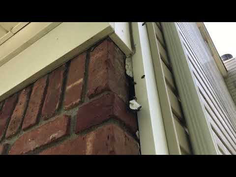 Honey Bees Nest in a Small Gap in the Home...