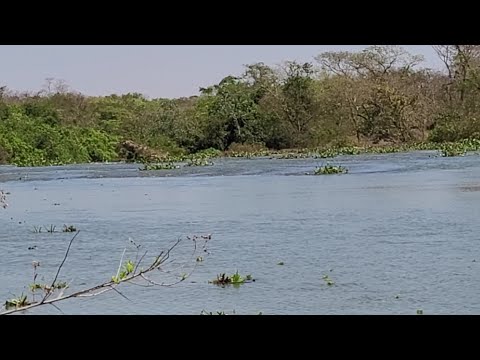 EPISÓDIO 2 *Rio São Domingos MG/GO #pesca #detectorismo #natureza 
