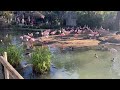 The San Diego Safari Watching Flamingos With My Friends