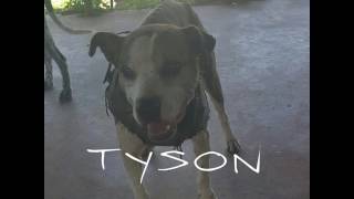 Cape York Pigging, Lockhart River