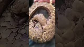 Download lagu This injured pangolin is not cooperating with the ... mp3
