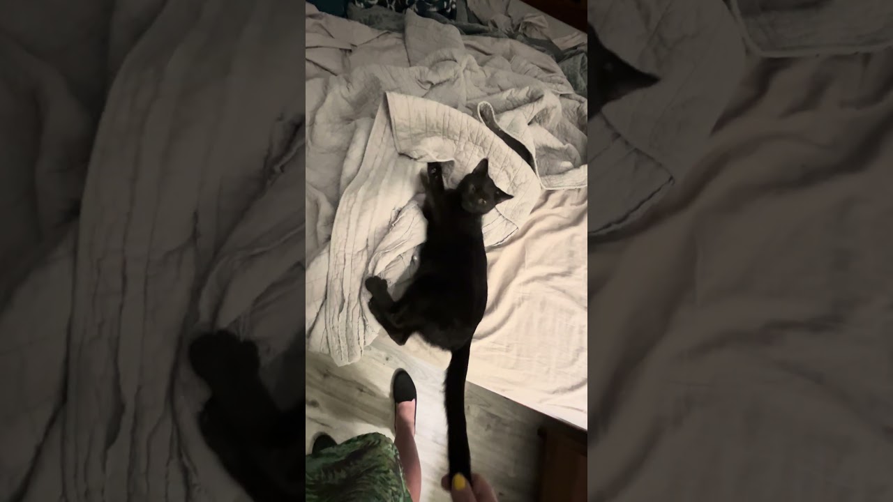 Gamma, an adoptable Domestic Short Hair in Gresham, OR video 2/3