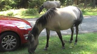 Konik polski (Polish primitive horse), Poland