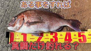 ショアジギングで真鯛を釣るには〇〇をすべし！【ショアジギングで釣果を上げる為の要素解説】