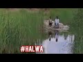 Halwa அல்வா Amaithipatai அமைதிப்படை First Video Tamilstatus Tamilwhats