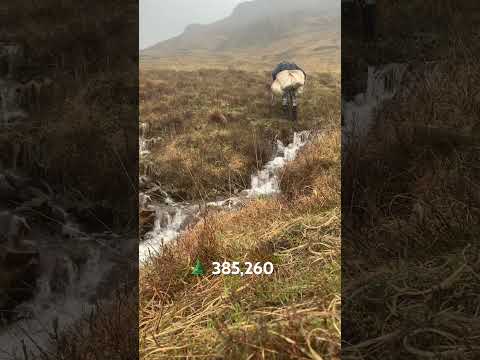 Tree planting skreef hardwoods Isle of Mull Scotland #forestrywork #environmentalactivism