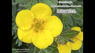 Galerie Fotoserie Blutwurz Hackenheim Rheinhessen