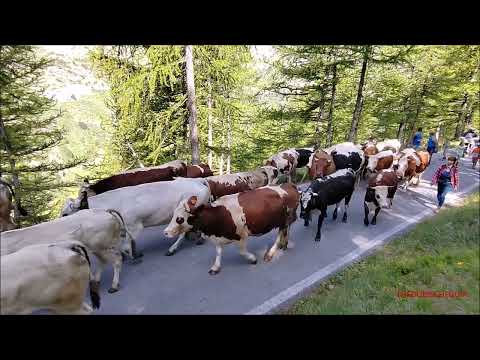 TRANSUMANZA SPETTACOLARE DI COLOMBERO E DESOGUS AL COLLE DELLA LOMBARDA (CN) SAB. 24 - 6 - 2023.