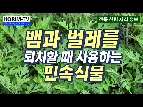 뱀과 벌레를 퇴치하는 민속식물, 숲 전문 HORIM-TV 뱀과 벌레를 퇴치하는 민속식물, 숲 전문 HORIM-TV