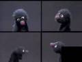 Sesame Street Grover Grover Grover And Grover