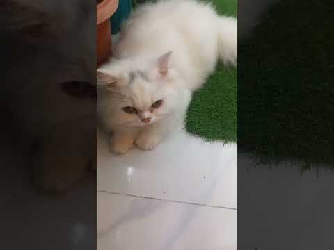 persi & joee er dushtomi