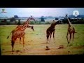 The Amazing World Giraffe