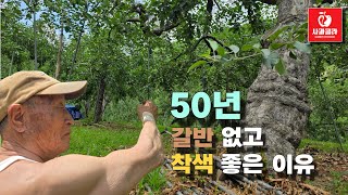 50년 사과나무,많이 달리고 정정,과원주는 86세 더 정정