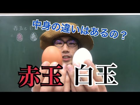 生物生産学科 卵の赤玉と白玉は何が違うの？【身近な食品の疑問２】